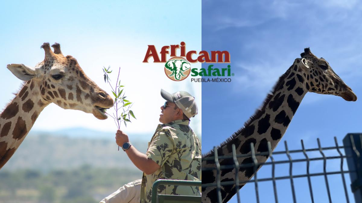 Cuánto costará ver a la jirafa Benito en Africam Safari