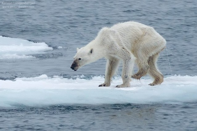 Osos polares mueren por desnutrición, a causa del cambio climático