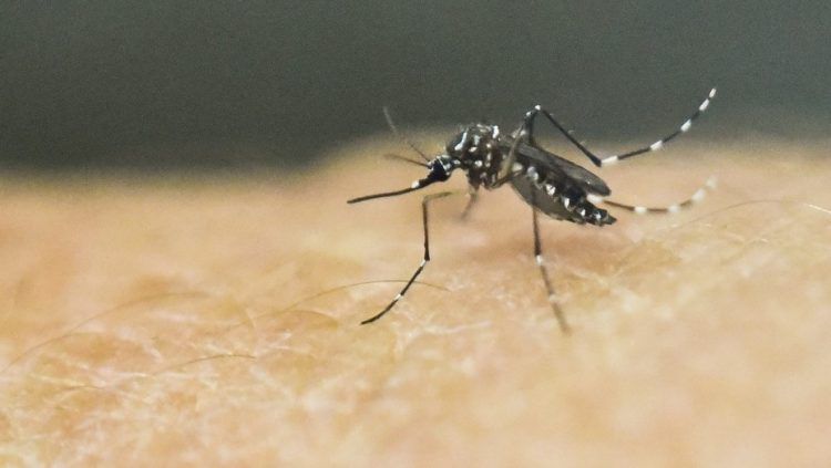casos de dengue en Puebla