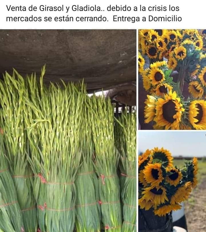 Flores a domicilio! Productores de gladiolas y girasoles ofertan sus  productos, tras cierre de mercados