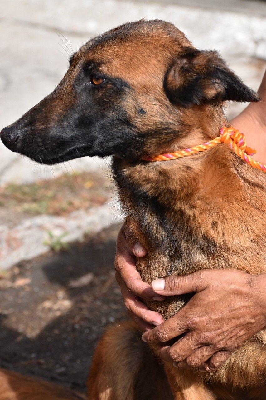 perro donado Tehuacán