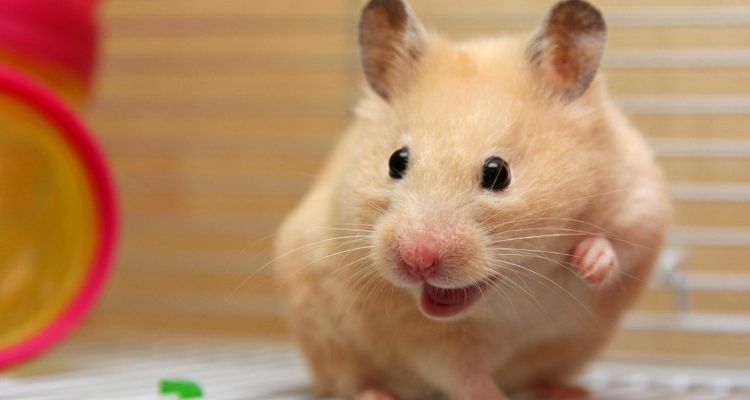 hámsteres hamster
