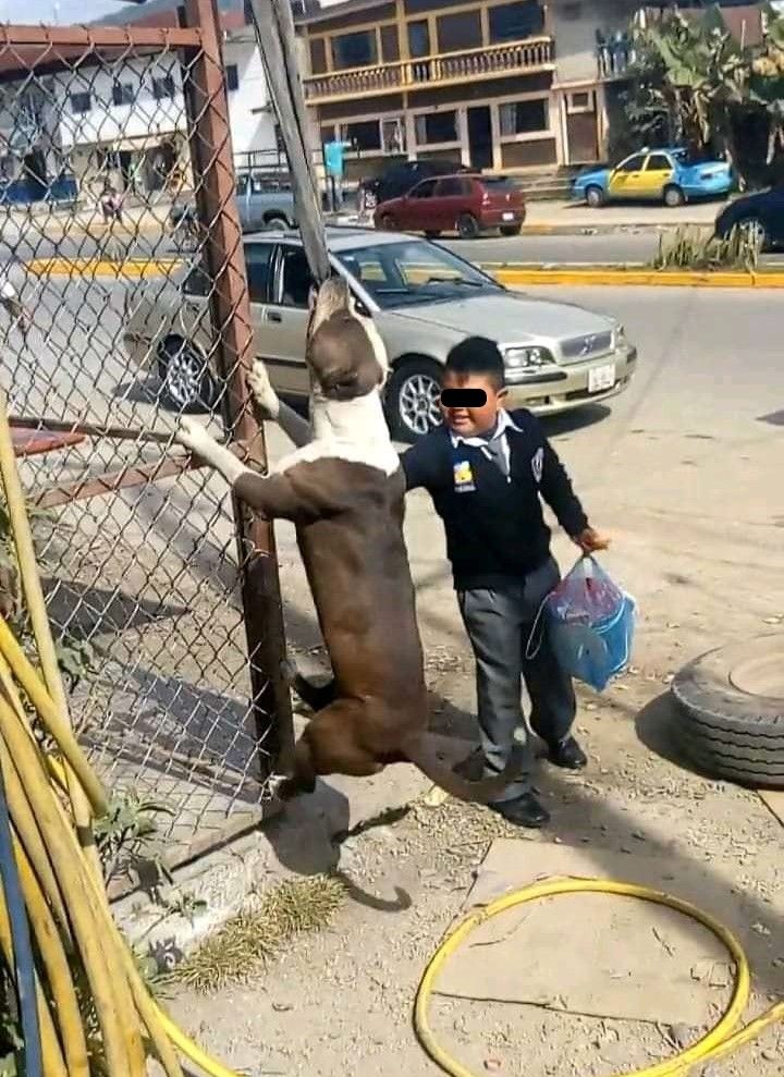 Coffy pitbull Xicotepec