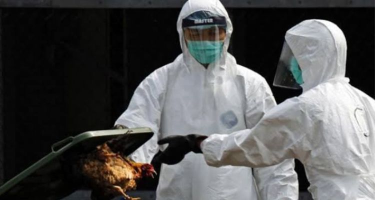 Gripe aviar en China