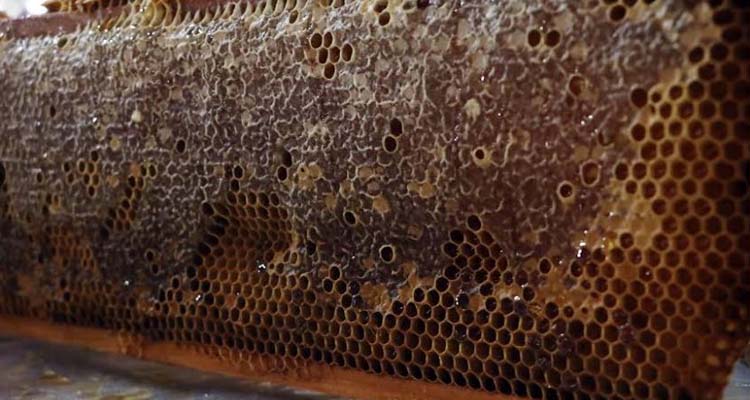 apiciltura abejas desarrollo rural puebla mexico