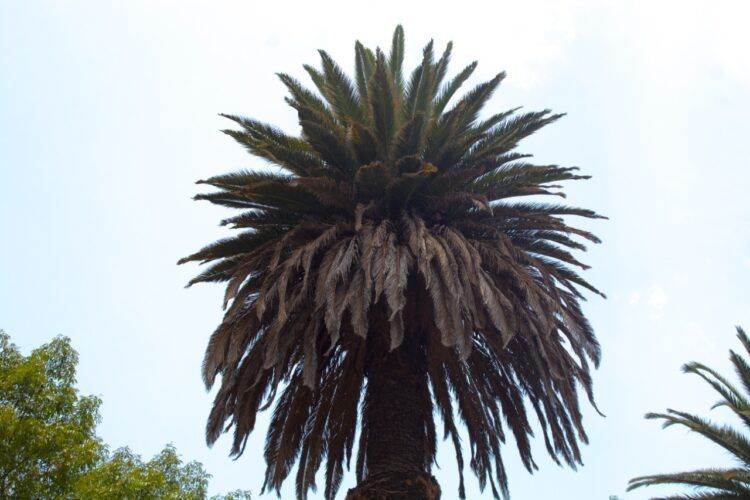 palmeras talar Puebla