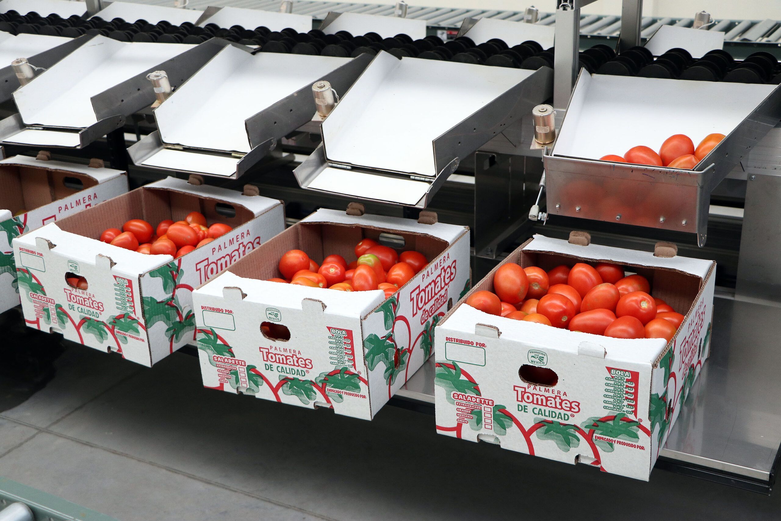 Desarrollo Rural exportación tomate Estados Unidos