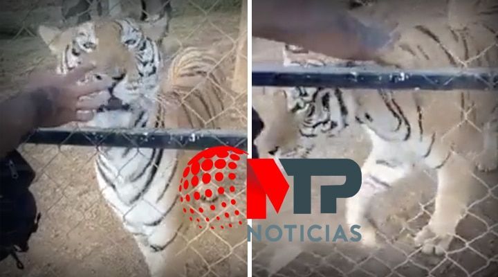 joven muere tras ser atacado por un tigre de bengala
