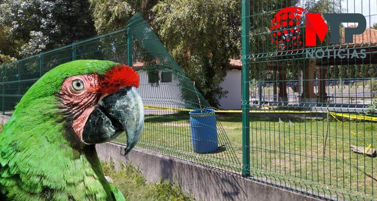 roban guacamaya zoológico altiplano tlaxcala