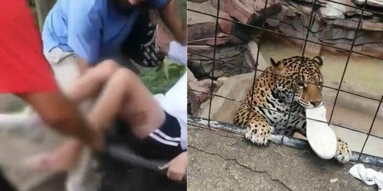 Adolescente es atacado por jaguar en zoológico de Guanajuato