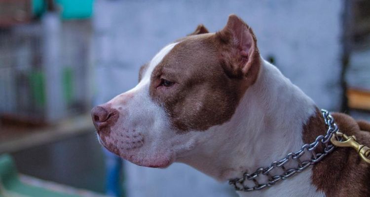 Dos perros Pitbull atacan y destrozan el rostro de una niña en Texmelucan