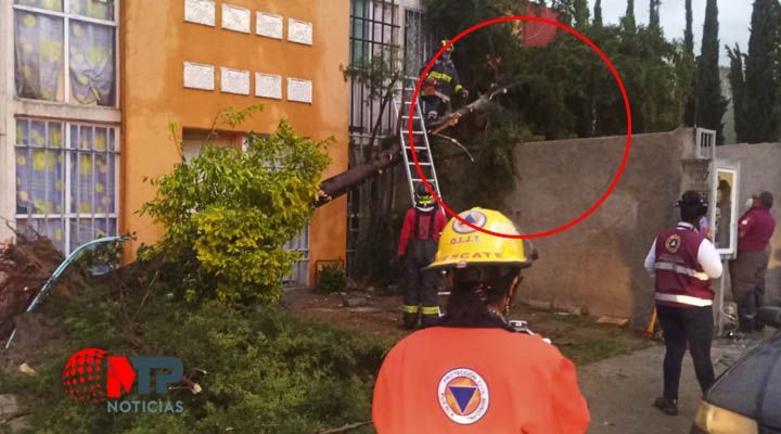 ¡Cae otro arbol en Puebla! Ahora aplasta un auto