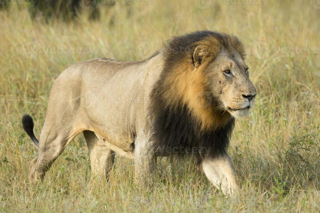 Hombre muere atacado por león al intentar robarle a su cachorro en zoológico de África