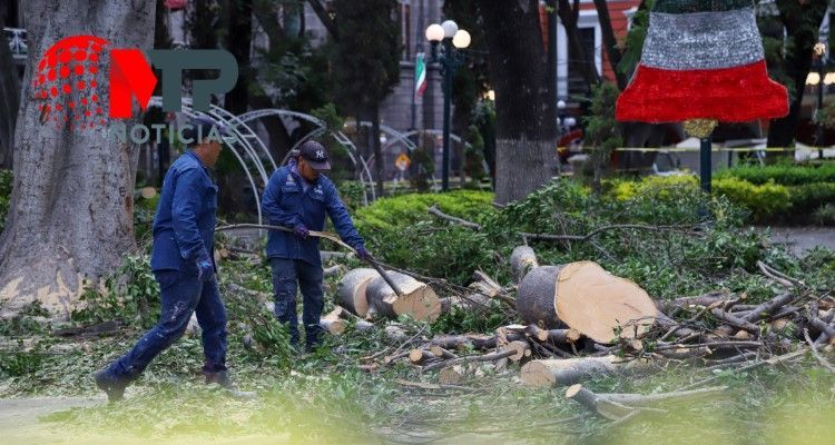 Derribarán árbol en calle 5 de Mayo, por muerte de Santiago