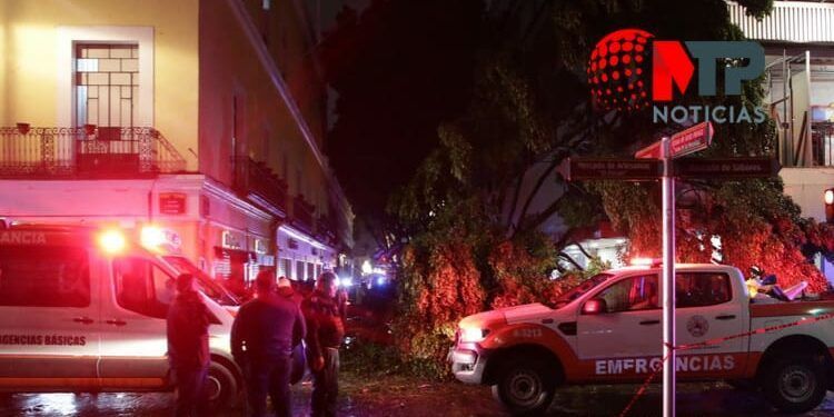 Muere niño tras caerle árbol en Puebla