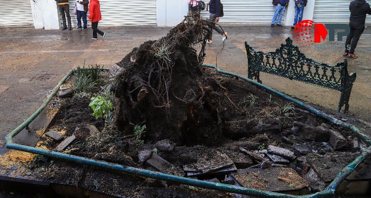 Árbol gigante que causó muerte de niño en Puebla estaba en buen estado, aseguran