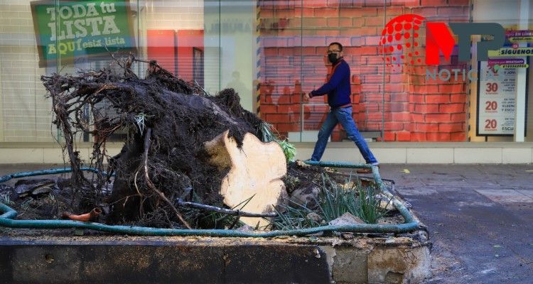 Derribarán árbol en calle 5 de Mayo, por muerte de Santiago