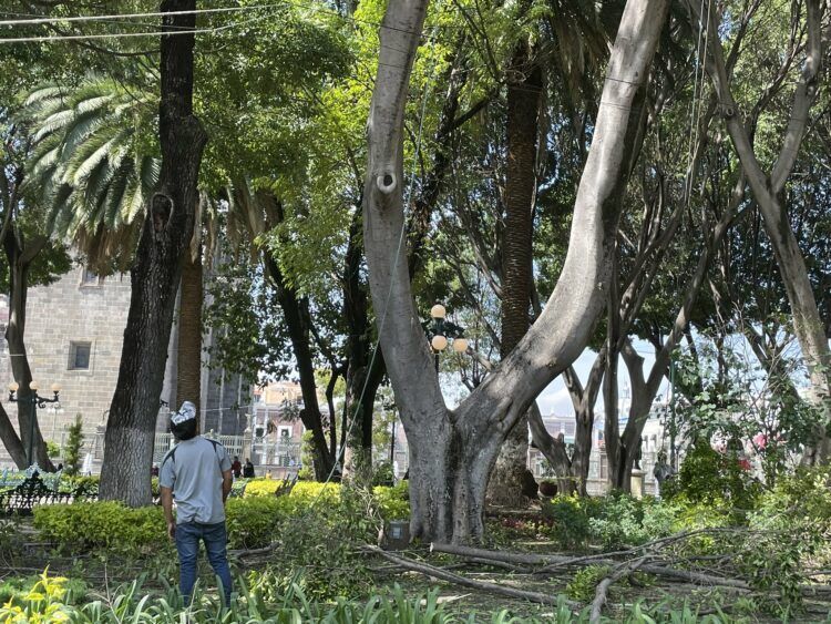 Derribar árboles en centro de Puebla