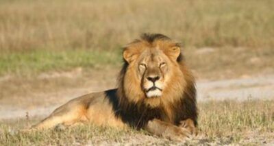 Hombre muere atacado por león al intentar robarle a su cachorro en zoológico de África
