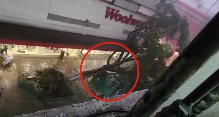 VIDEO: "¡No m*m*s! Se cayó el árbol”, captan momento trágico en Puebla