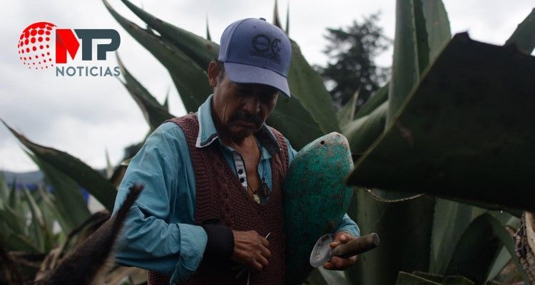 Reforestar en Puebla, siempre de magueyes