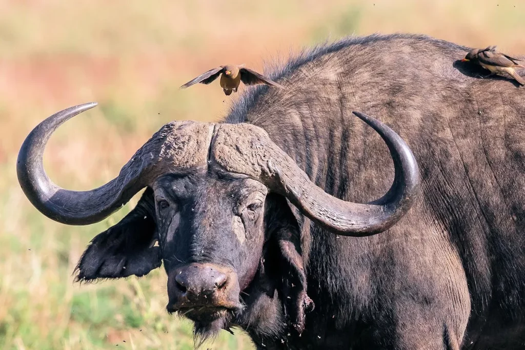 Mario Alberto: difunden video del ataque de bufalo 