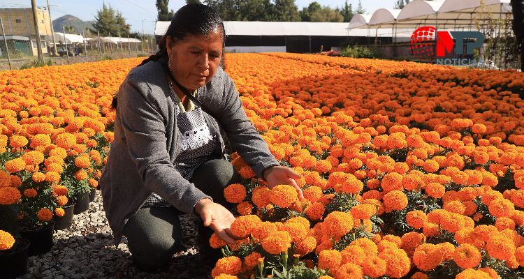 Flor de cempasúchil en Puebla: visita y compra en Atlixco, aquí costos -  MTP Noticias