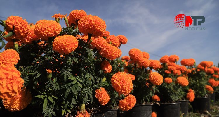 Flor de cempasúchil en Puebla: visita y compra en Atlixco, aquí costos
