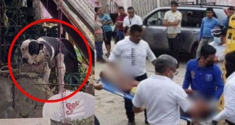 Pitbull ataca a ladrón en Chiapas y sus familiares exigen sacrificarlo