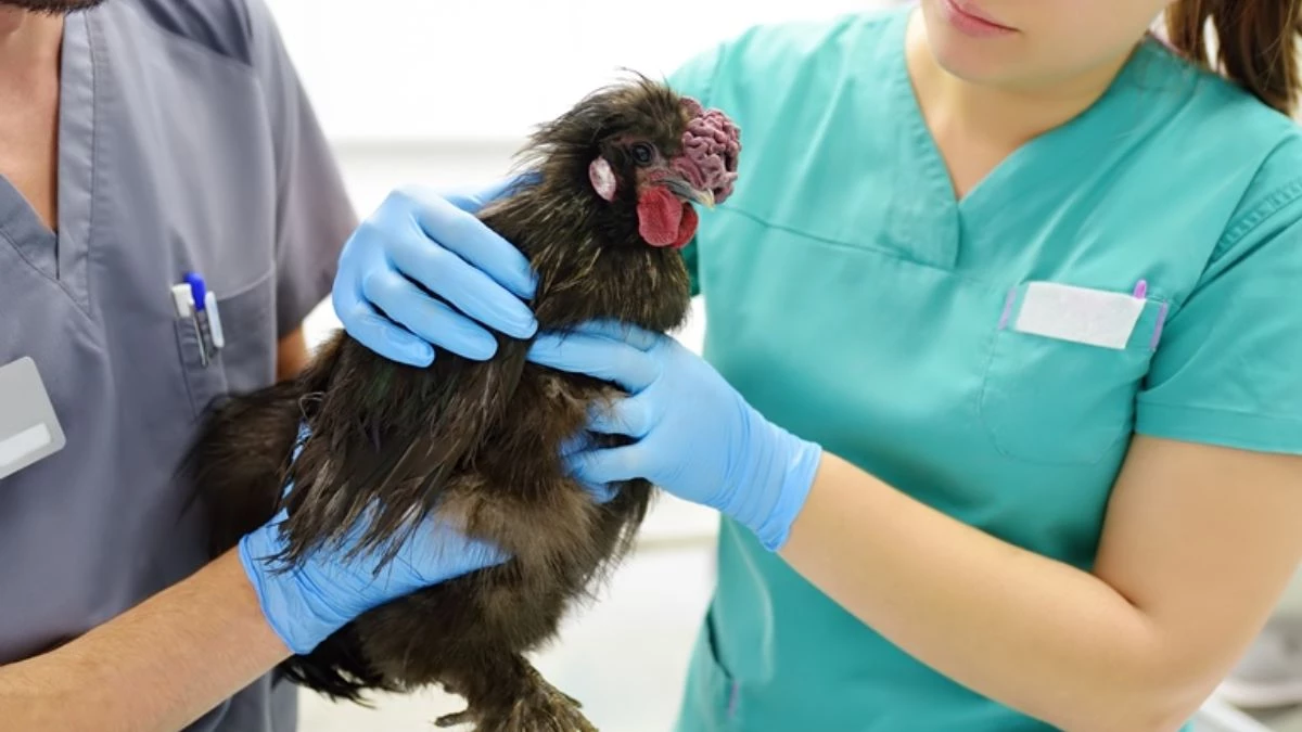 AMLO asegura que el problema de la gripe aviar en México no es “grave”