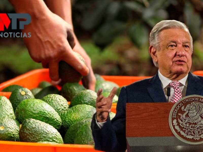 AMLO niega que cultivo de aguacate sea negocio del narcotráfico