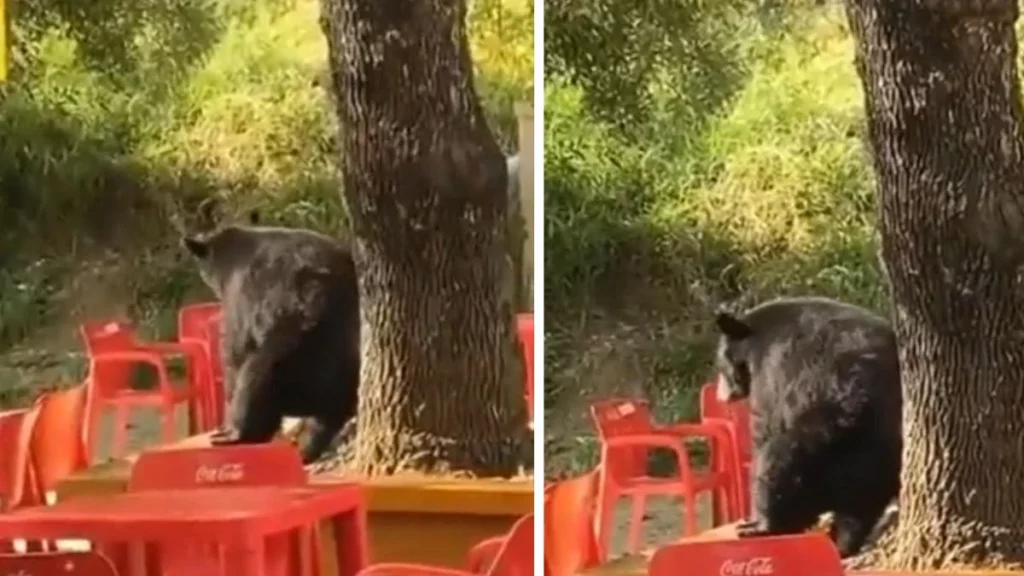 Oso "baila" en cafetería de Universidad Autónoma de Nuevo León y causa sensación