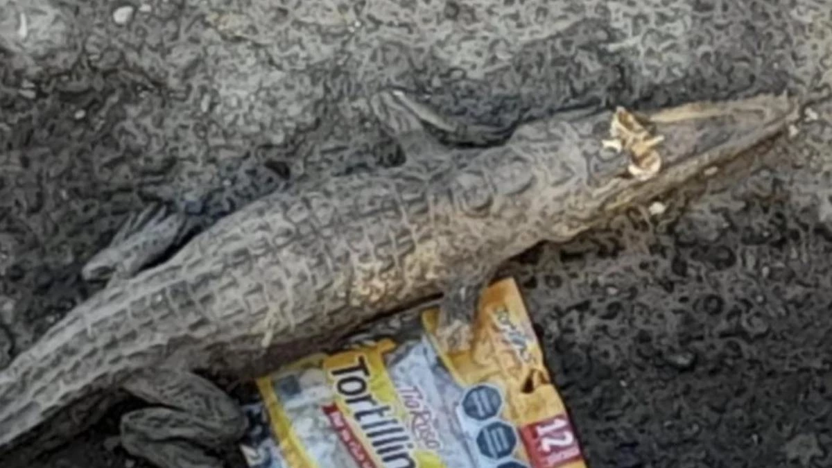 Cocodrilo en Puebla: así es el reptil que encontraron en la Joaquín Colombres
