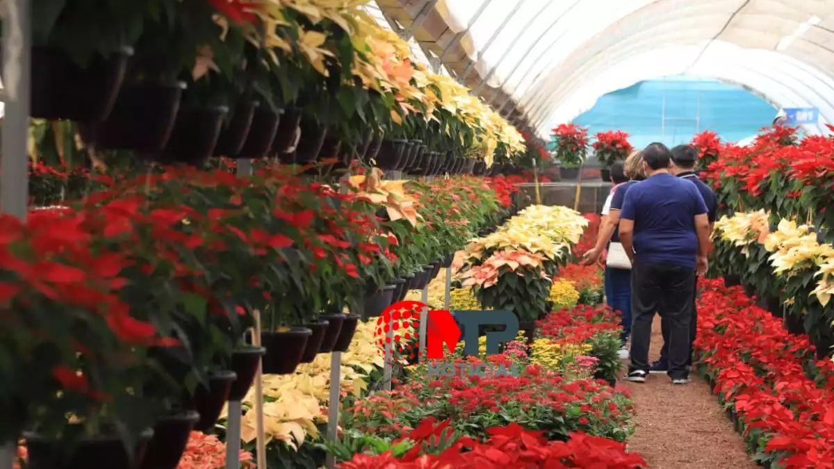 La 'Ruta de las Mil Flores' en Atlixco: nochebuenas, árboles navideños y más