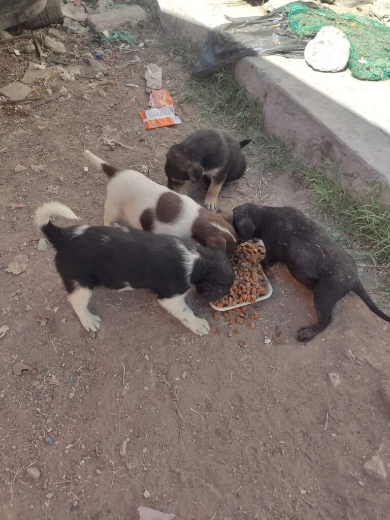 perritos-alimentandose
