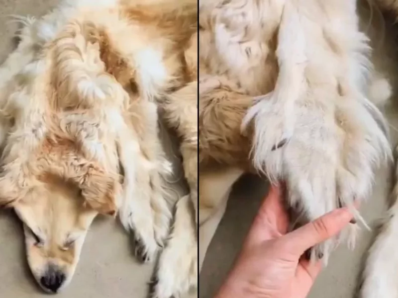 ¿Para recordarlo? Convierten a perro muerto en alfombra (VIDEO)