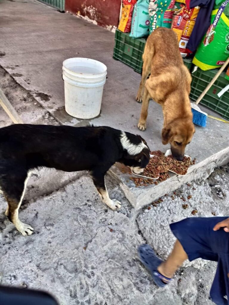 perros-callejeros comiendo