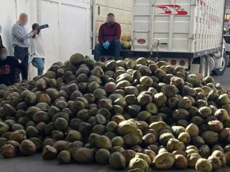 Descubren al menos 300 kilos de fentanilo escondidos en cocos en Sonora
