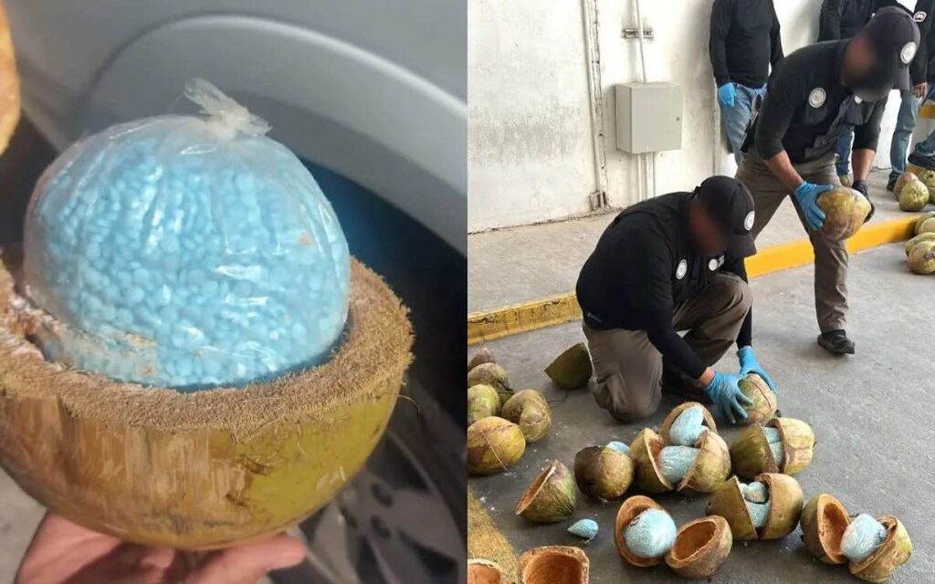 Descubren al menos 300 kilos de fentanilo escondidos en cocos en Sonora