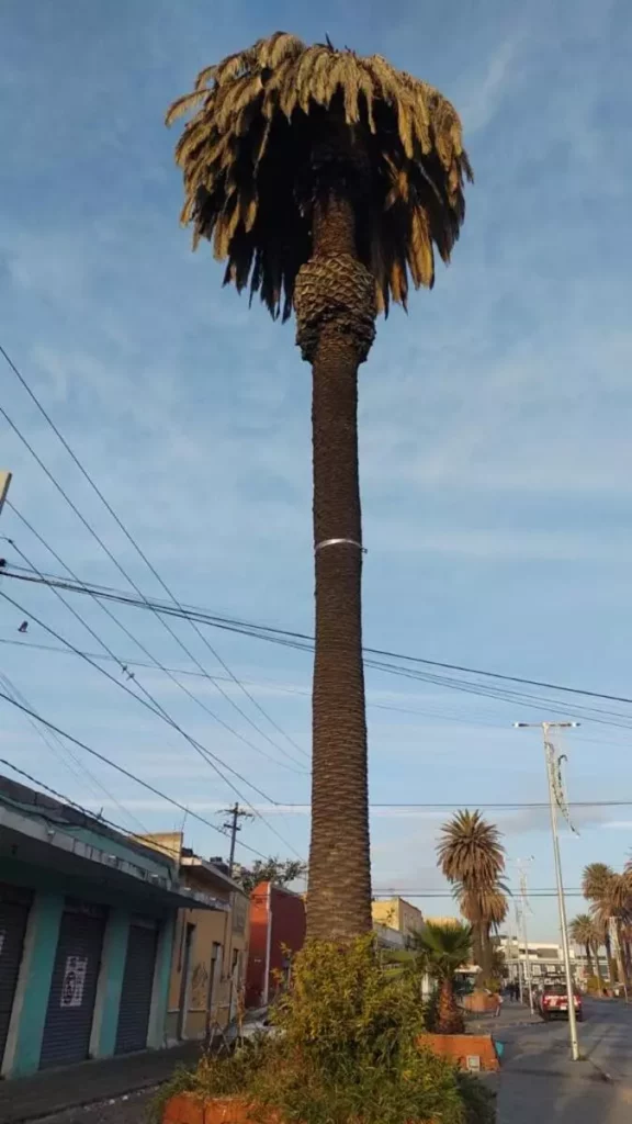 Palmas infectadas por Amarillenta letal