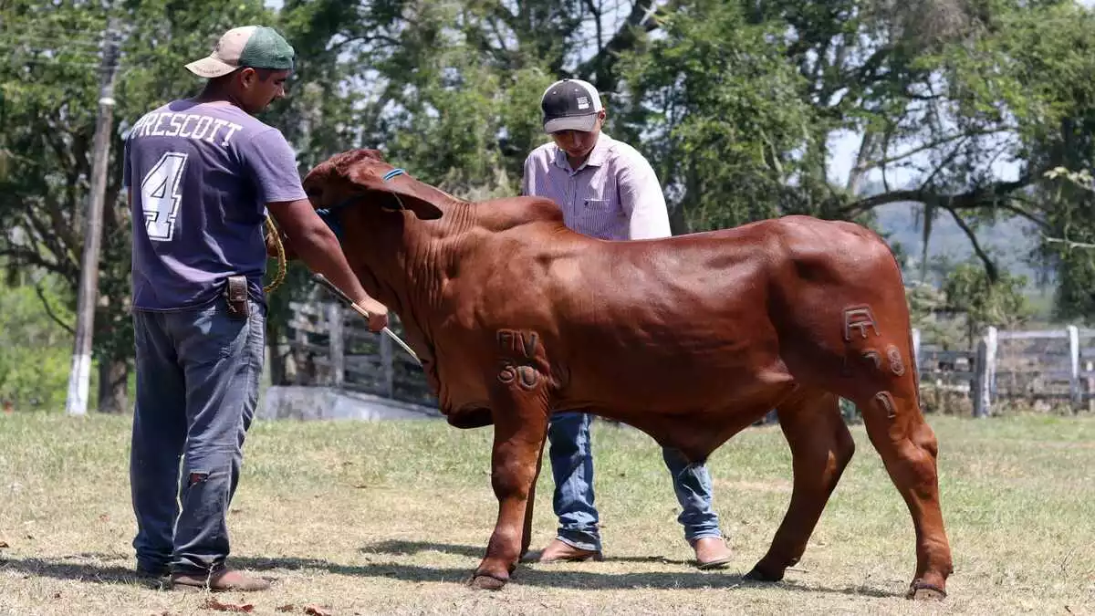 Puebla sin brotes de rabia paralítica en bovinos Desarrollo Rural