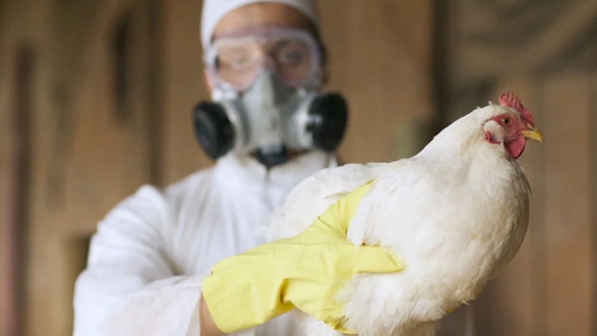 Gripe aviar: sacrifican 700 mil gallinas en Yucatán ante aumento de contagios