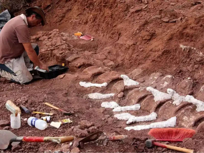Hallan restos de dinosaurio de hace 70 millones de años en Argentina