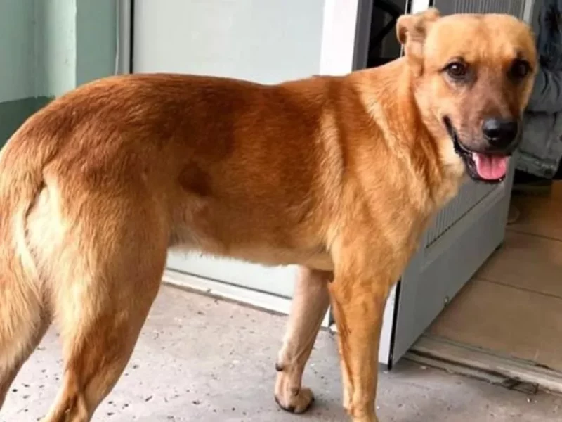 ‘Palomo’: el perro que localizó a su dueño de 84 años, extraviado varios días