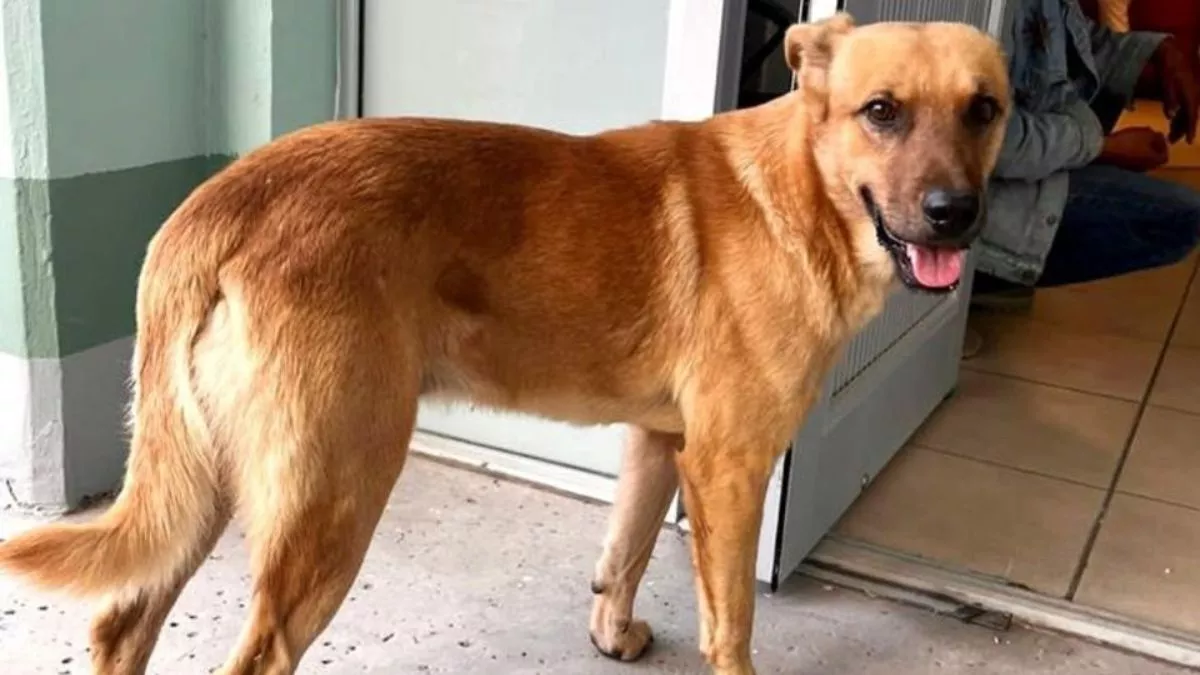 'Palomo': el perro que localizó a su dueño de 84 años, extraviado varios días