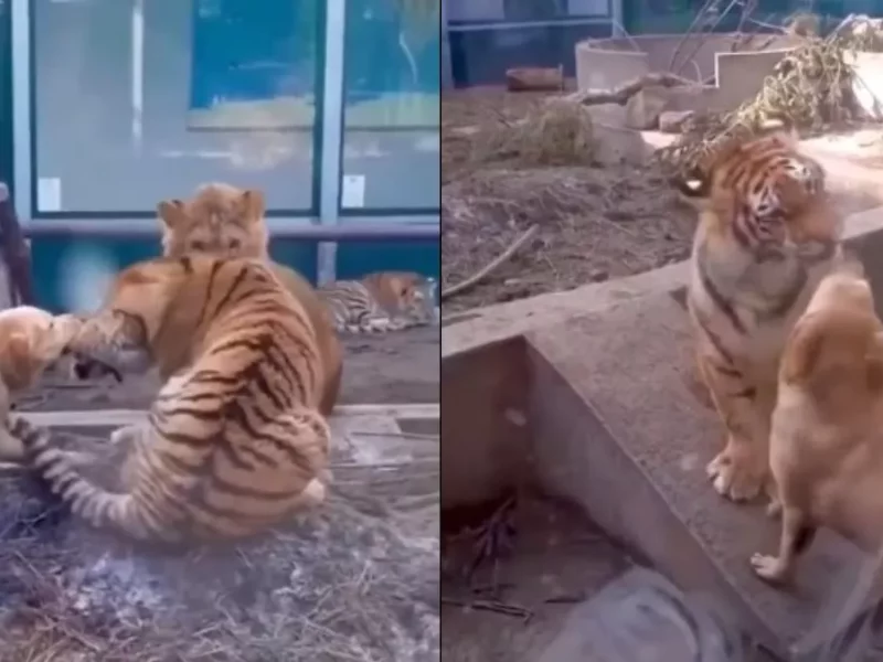 ¡Qué valiente! Perrito muerde a tigre dentro de su jaula en zoológico (VIDEO)