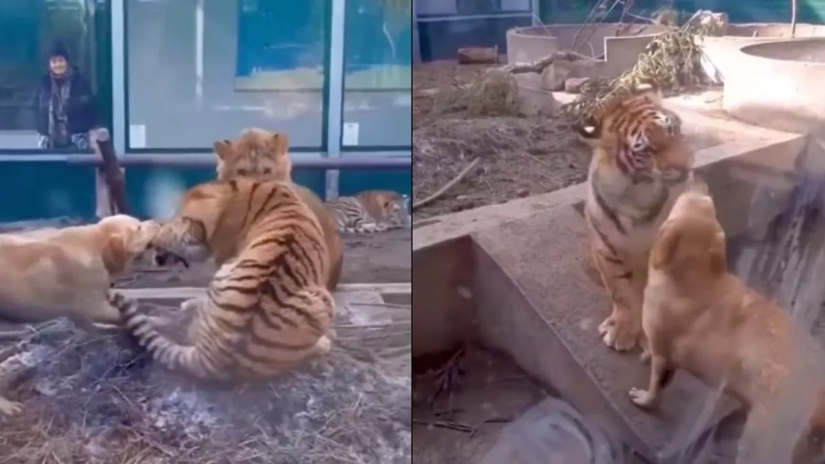 ¡Qué valiente! Perrito muerde a tigre dentro de su jaula en zoológico