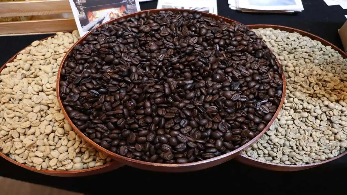 Café en Puebla: crece 72% producción del grano para esta bebida