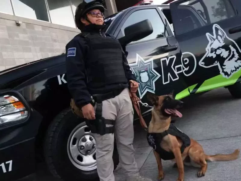 Incorporan 10 nuevos perros entrenados para cuidar en Puebla capital