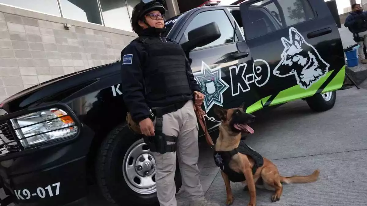 Incorporan 10 nuevos perros entrenados para cuidar en Puebla capital